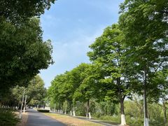 -羊山湖公园