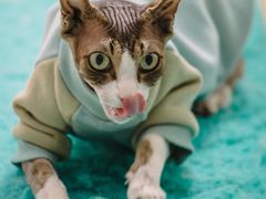 -猫在这儿猫咪咖啡馆·撸猫馆