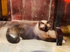-猫咪博物馆(顶澳仔猫街店)