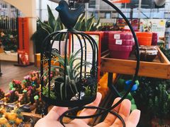 -荷兰花海