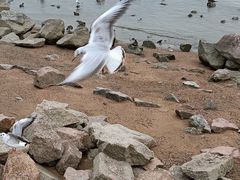 -深圳湾公园(南山区)