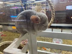-宠物世家(仲盛世界商城店)