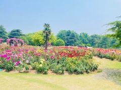 -上海滨江森林公园