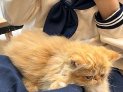 -Heymao猫咖.咖啡厅(东门店)