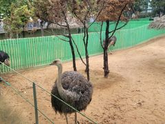 -西霞口神雕山野生动物世界