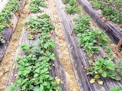 -胜丰草莓采摘园