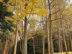 -上海滨江森林公园