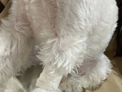 -米苏动物医院·犬猫专科·骨科外科内窥镜