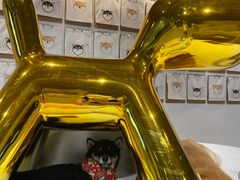 -柴务处·柴犬主题狗咖