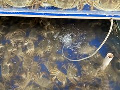 -阳澄湖大闸蟹·琼灵阁牌品牌连锁(吴中总店)