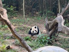 -广州长隆野生动物世界