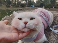 -九科绿洲