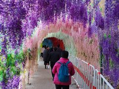 -洛阳白云山景区
