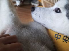-Husky Go! 哈士奇体验馆·宠物咖啡厅狗咖
