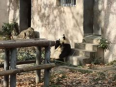 景点-成都动物园