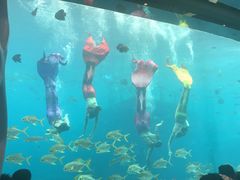 -瑞德姆美人鱼海底演艺主题餐厅(亚龙湾店)