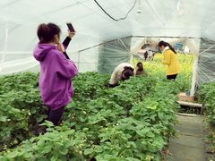 -青浦采草莓天天草莓园