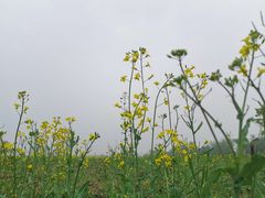 -汉长安城未央宫国家考古遗址公园