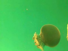 -福州罗源湾海洋世界旅游区