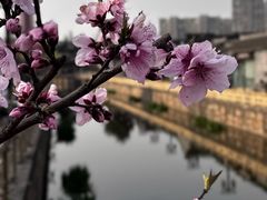 -水绘园