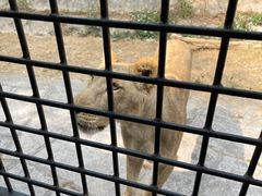 -深圳野生动物园