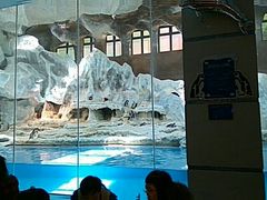 -帝企鹅自助餐厅•儿童岛•真企鹅(长隆企鹅酒店)