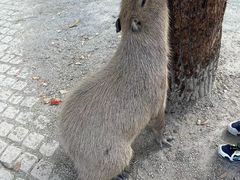 -上海野生动物园