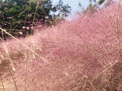 -黄龙溪欢乐田园