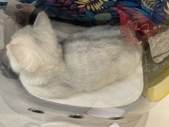 -半岛宠物医院24小时(科华中路店)
