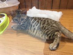 -龟与熊猫宠物公园(南坪店)