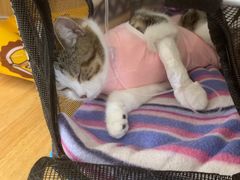 -美联众合动物医院·24h京西诊疗中心