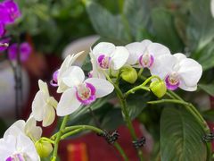 -中环花鸟鱼虫市场