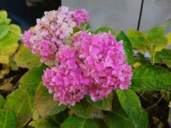 -安琪朵朵独栋花园月子中心
