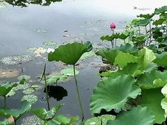 -荷塘月色湿地公园·向阳花洲