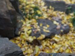 -秋霞圃