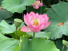 -陈家山荷花公园