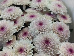 -循礼门鲜花花市(武汉循礼门店)