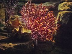 -悉尼海洋生物水族馆