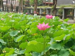 -四川大学(望江校区)