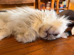 -猫猫幼稚园·撸猫·桌游·电玩