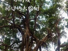 -荔湾湖公园
