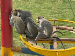 -西霞口神雕山野生动物世界