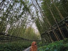 -美的鹭湖森林度假区