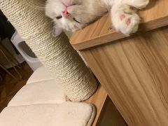 -东方名猫馆·英短金渐层布偶猫舍(环线广场1号楼店)