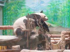 -灵玲国际马戏城