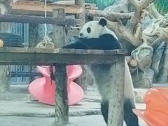 -武汉动物园