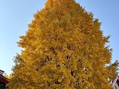 -四川大学(华西校区)