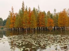 -白鹭湾湿地公园