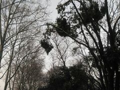 -镇江市南山风景名胜区竹林景区