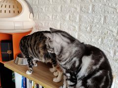 -平行世界·猫咖(首经贸店)